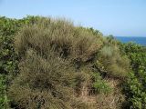 Ephedra fragilis