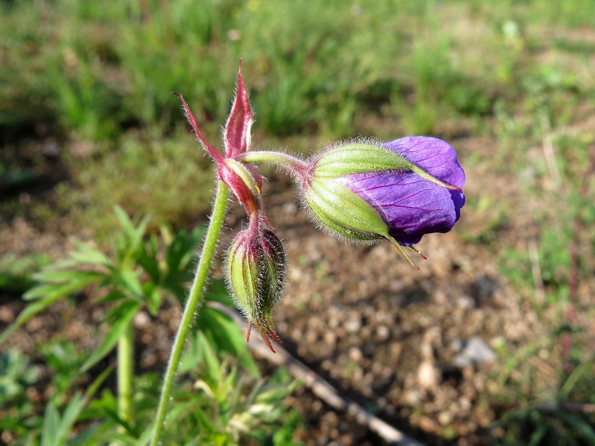 Изображение особи Geranium pratense ssp. sergievskajae.