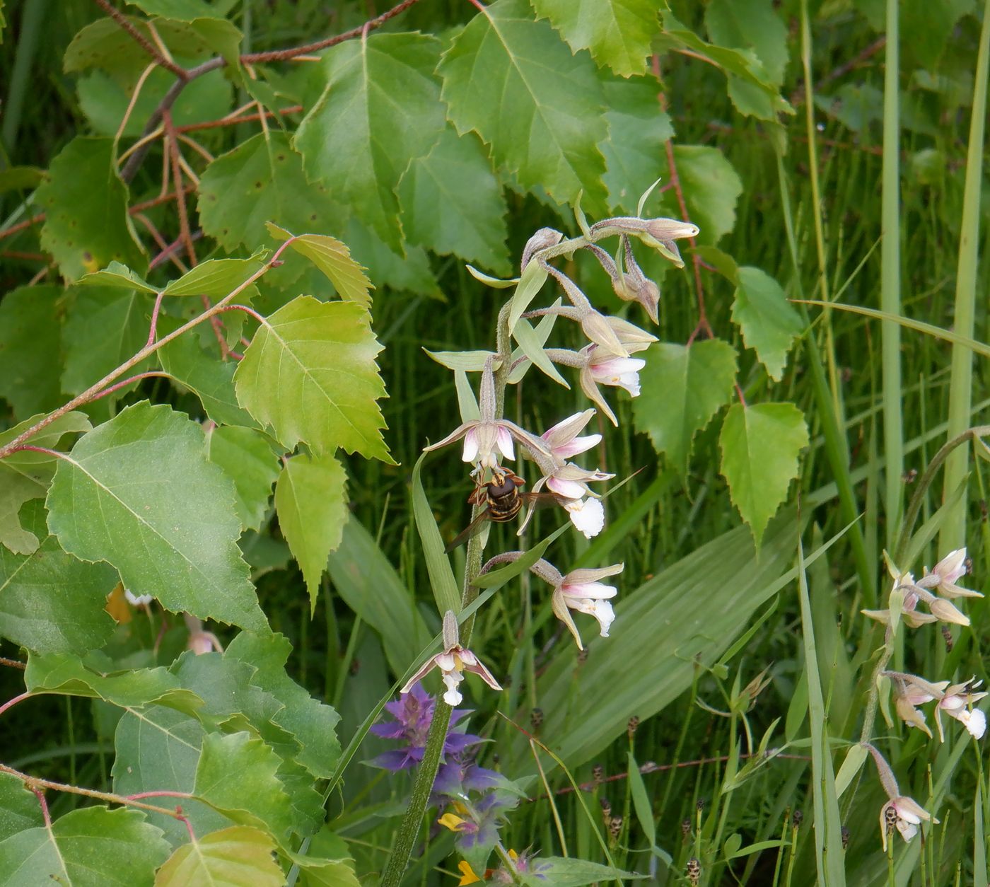 Image of Epipactis palustris specimen.