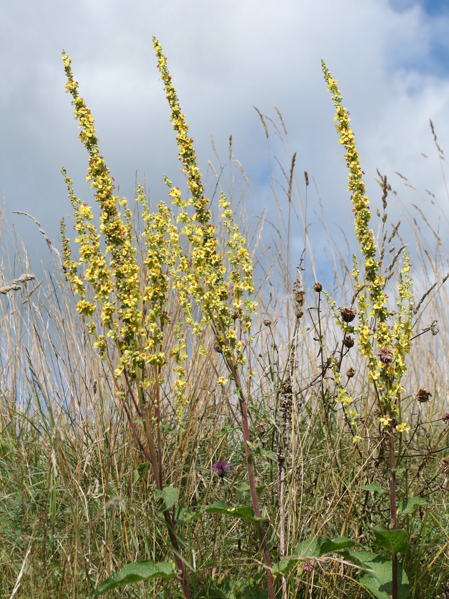 Image of Verbascum nigrum specimen.