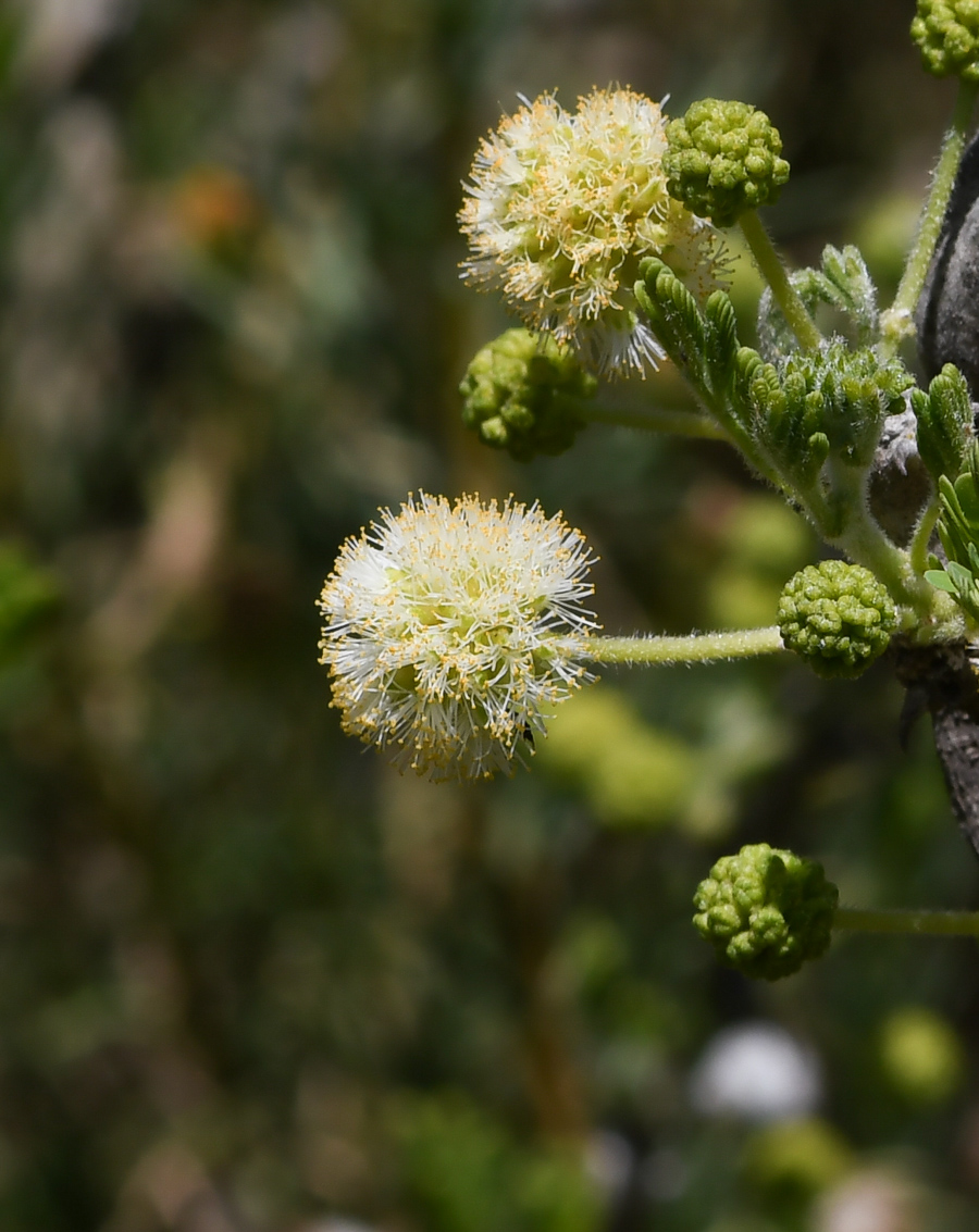 Изображение особи Vachellia hebeclada.