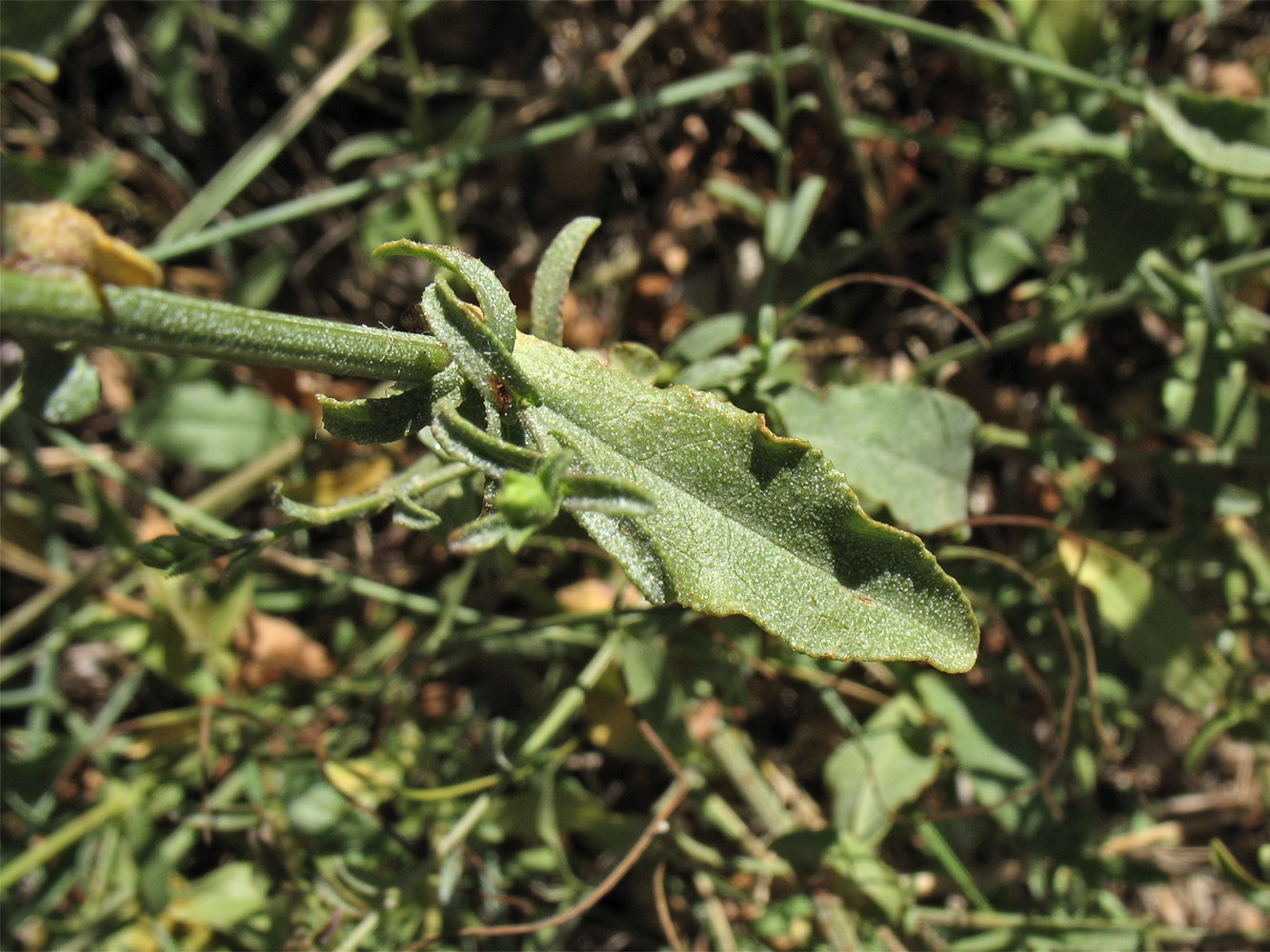 Image of Plumbago europaea specimen.