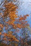 Sorbus aucuparia subspecies glabrata. Крона многоствольного дерева с листвой в осенней окраске. Мурманская обл., Кольский р-н, долина р. Титовка ниже автодороги А138 Мурманск — Печенга, окр. Мельничных водопадов, верхняя часть склона долины, кустарничковый березняк. 23.09.2020.