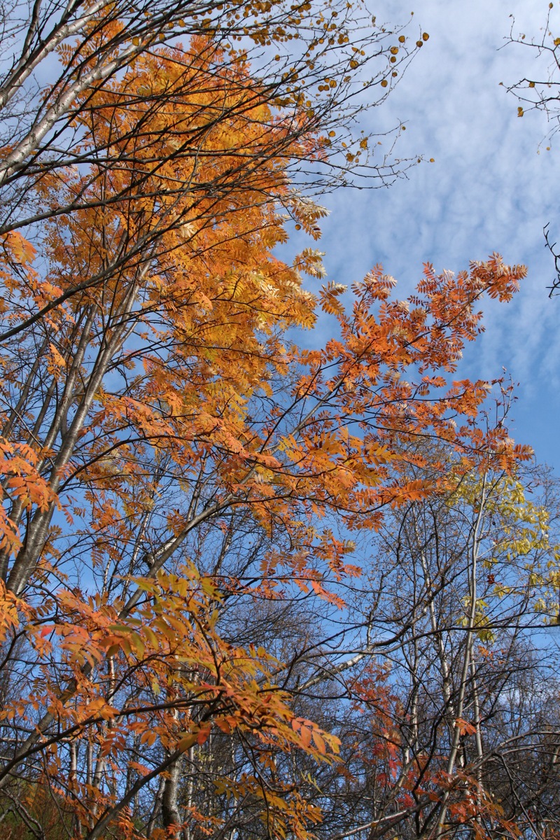 Image of Sorbus aucuparia ssp. glabrata specimen.