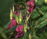 Impatiens glandulifera