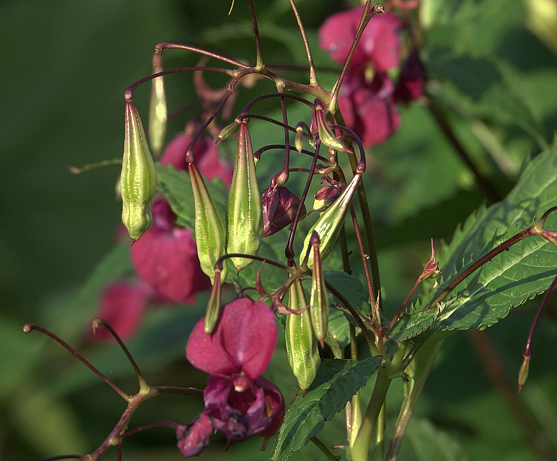 Image of Impatiens glandulifera specimen.