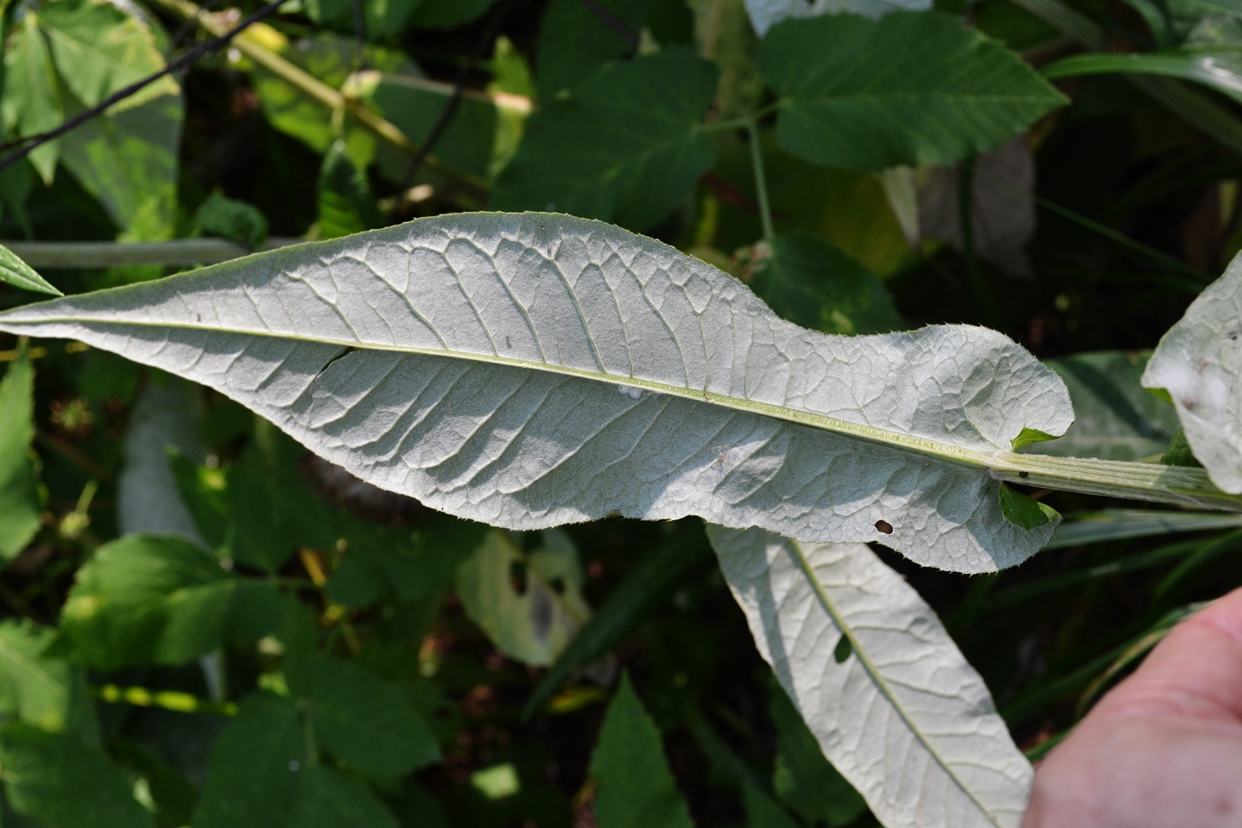 Image of Cirsium heterophyllum specimen.