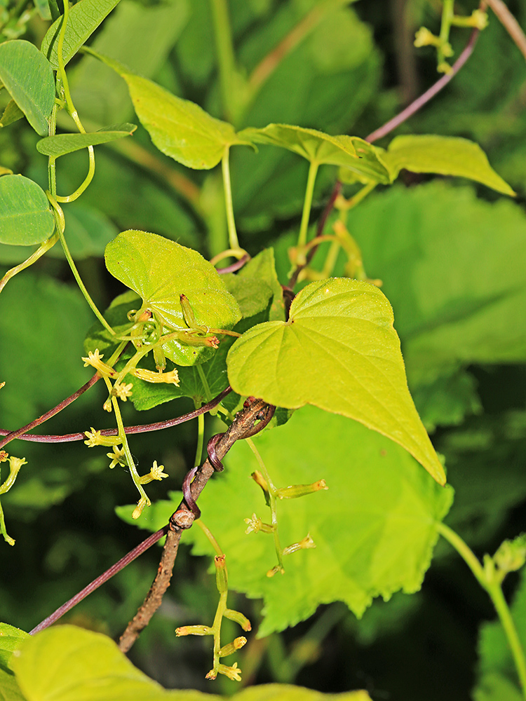 Изображение особи Dioscorea nipponica.