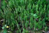 Lycopodium annotinum. Спороносящие растения. Челябинская обл., Саткинский р-н, хребет Москаль, ≈ 800 м н.у.м., хвойный лес. 21.07.2020.