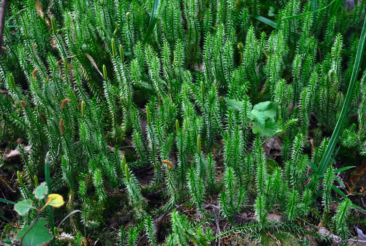 Изображение особи Lycopodium annotinum.