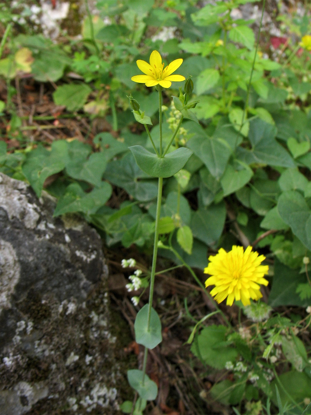 Image of Blackstonia perfoliata specimen.