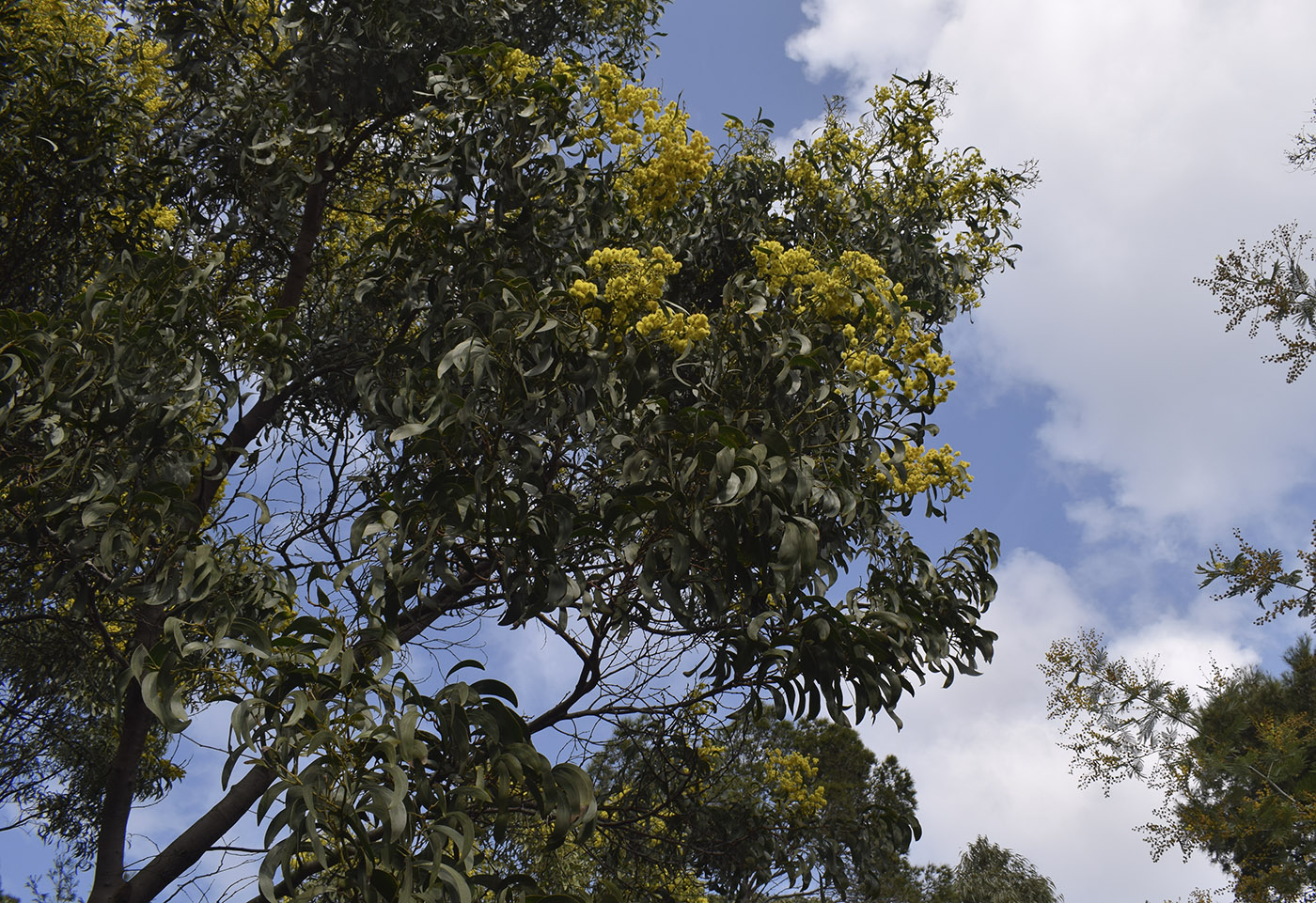 Изображение особи Acacia pycnantha.