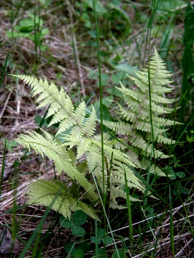 Image of Athyrium filix-femina specimen.