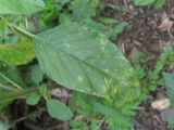 Amaranthus retroflexus. Лист, поражённый грибом Wilsoniana amaranthi. Краснодарский край, Абинский р-н, ст-ца Холмская, у жилья. 23.07.2020.