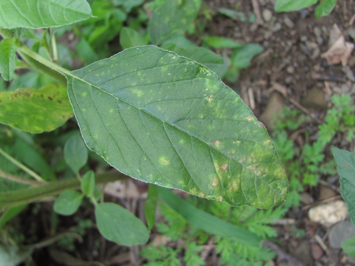 Image of Amaranthus retroflexus specimen.