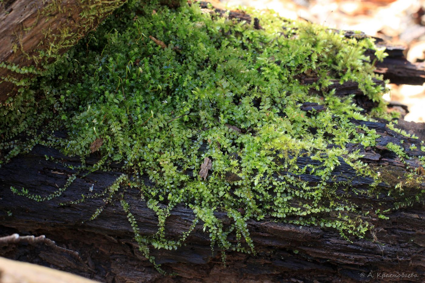 Изображение особи Plagiomnium cuspidatum.