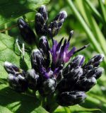 Saussurea parviflora. Соцветие зацветающего растения (широкий разрезанный лист слева принадлежит растению другого вида). Республика Алтай, Онгудайский р-н, г. Вершина Тияхты, поляна в кедраче на высоте около 1800 м н.у.м. 30.07.2010.