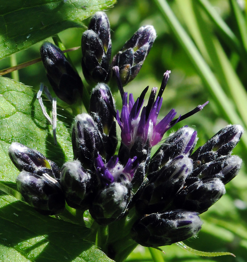 Image of Saussurea parviflora specimen.