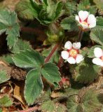 Potentilla micrantha