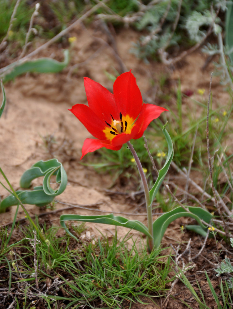 Image of Tulipa suaveolens specimen.