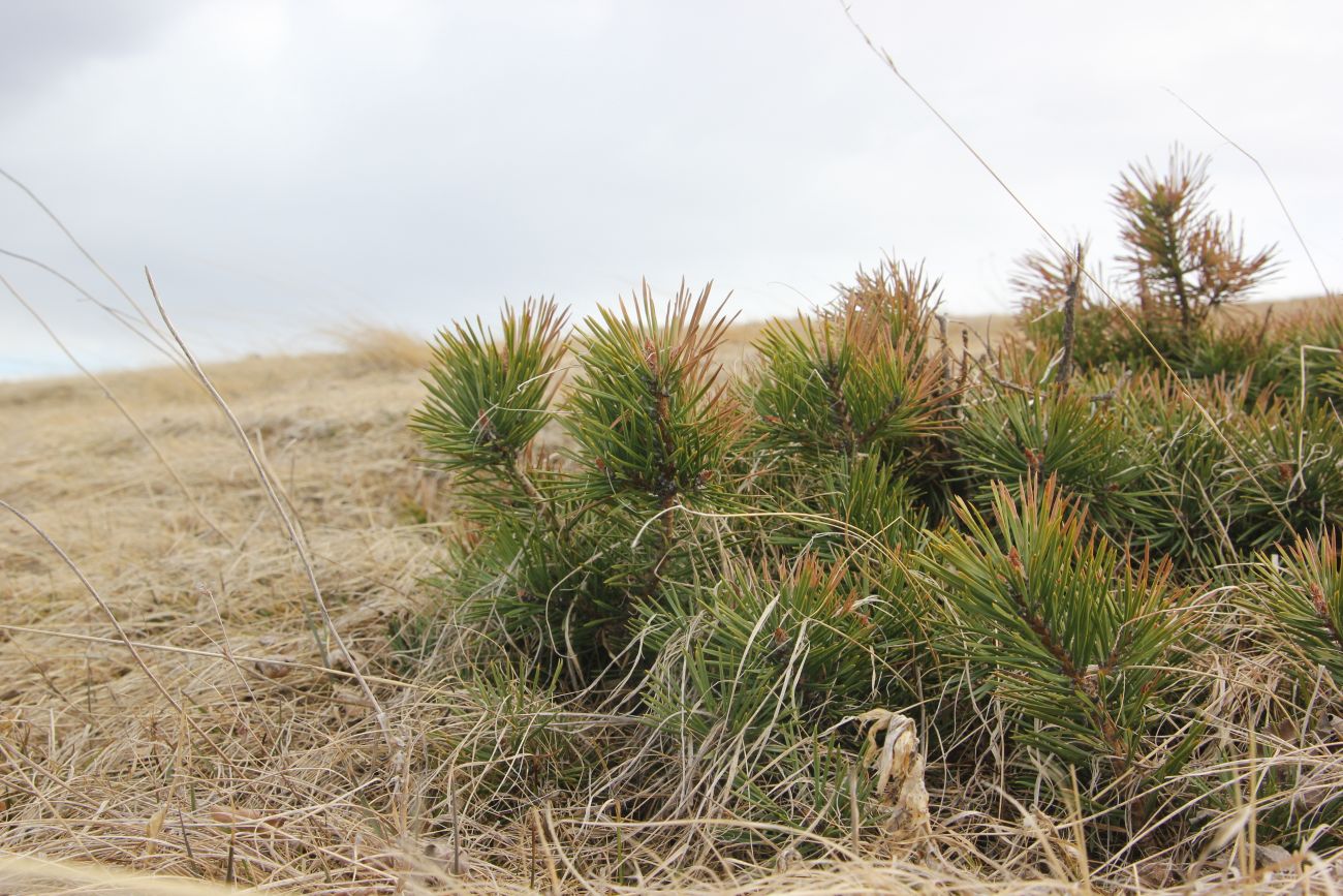 Image of Pinus sylvestris ssp. hamata specimen.