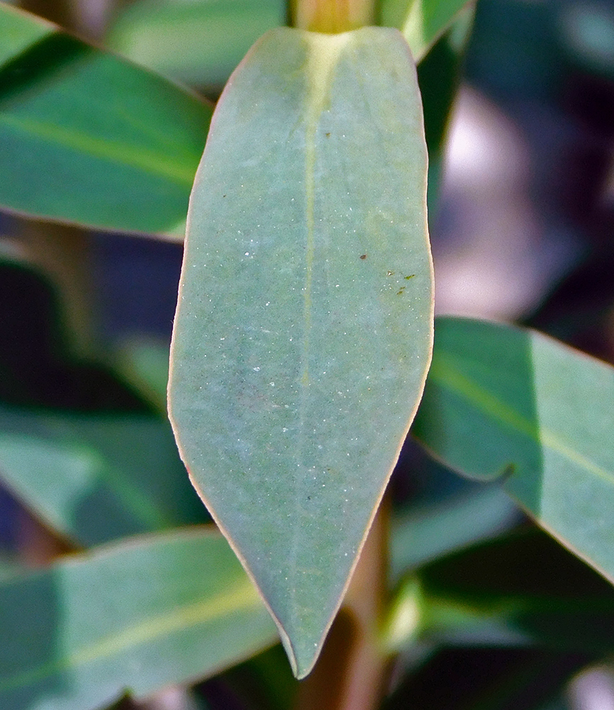 Изображение особи Euphorbia stepposa.