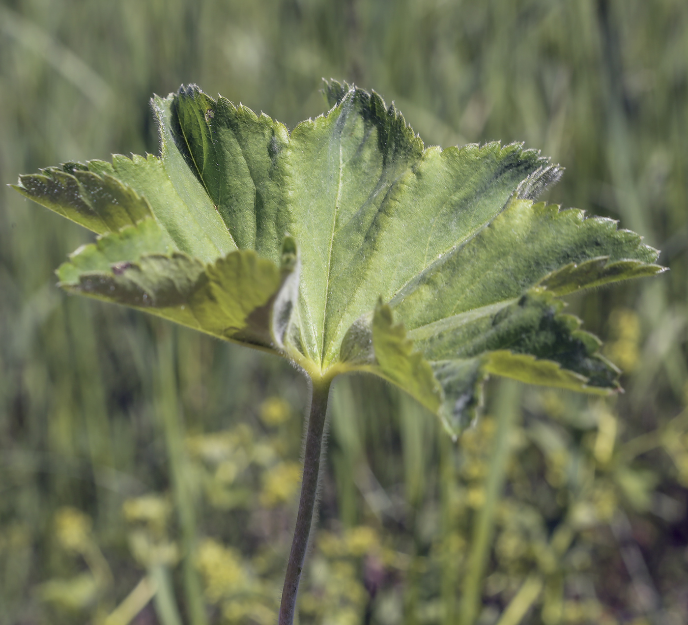 Изображение особи род Alchemilla.