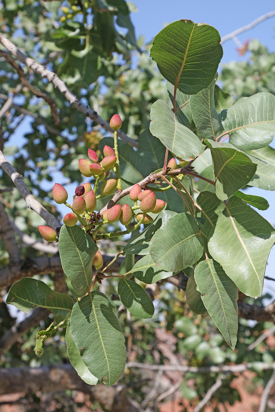 Image of Pistacia vera specimen.