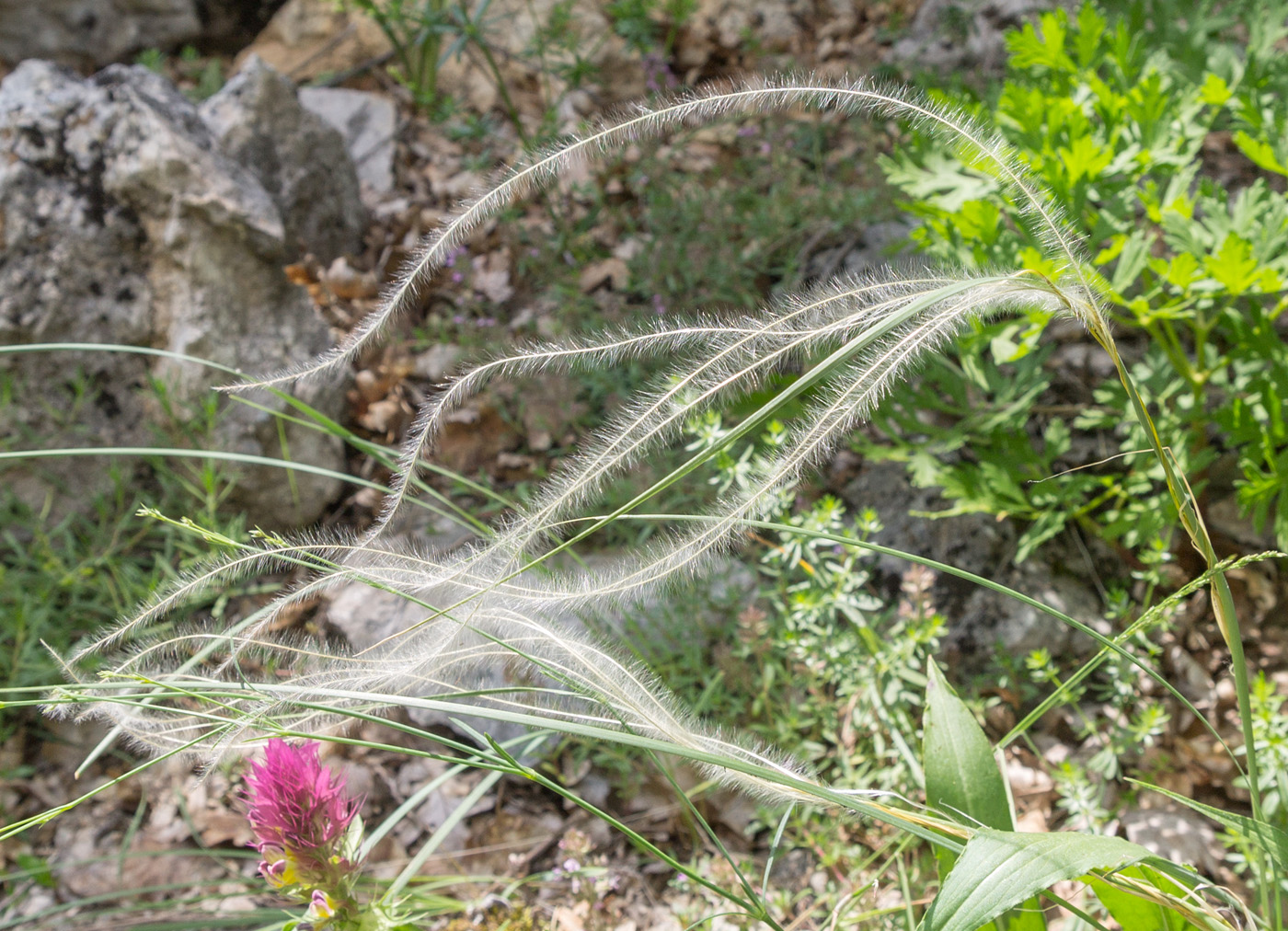 Изображение особи род Stipa.