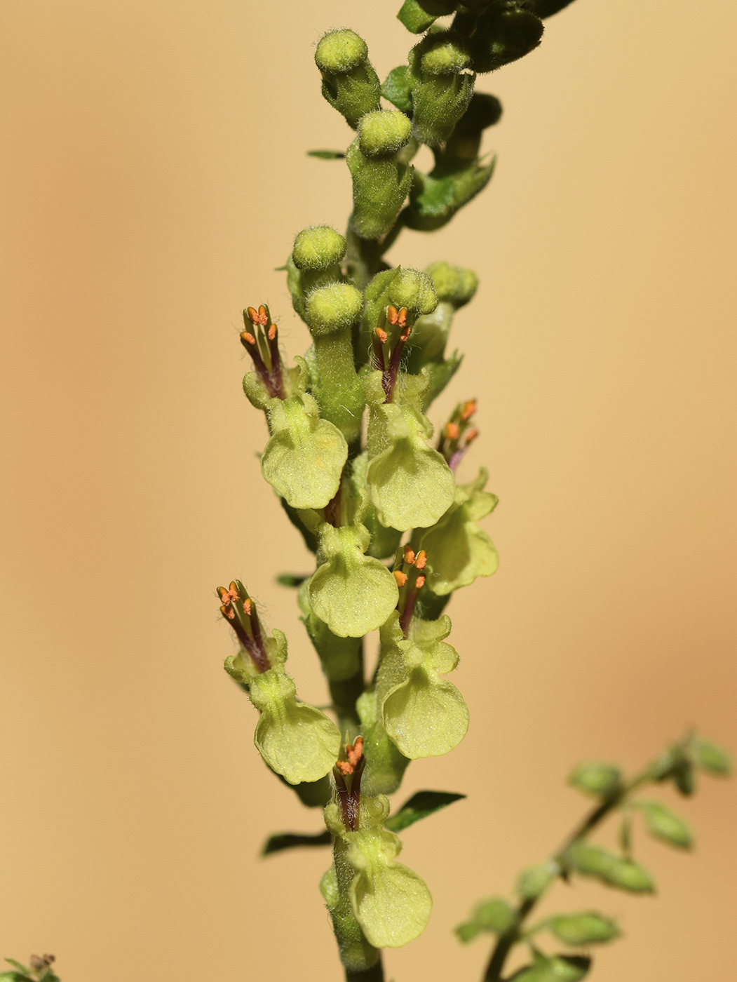 Изображение особи Teucrium scorodonia.