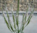 Veronicastrum virginicum. Соцветия. Пермский край, г. Пермь, Кировский р-н, клумба у жилого дома. 03.08.2021.