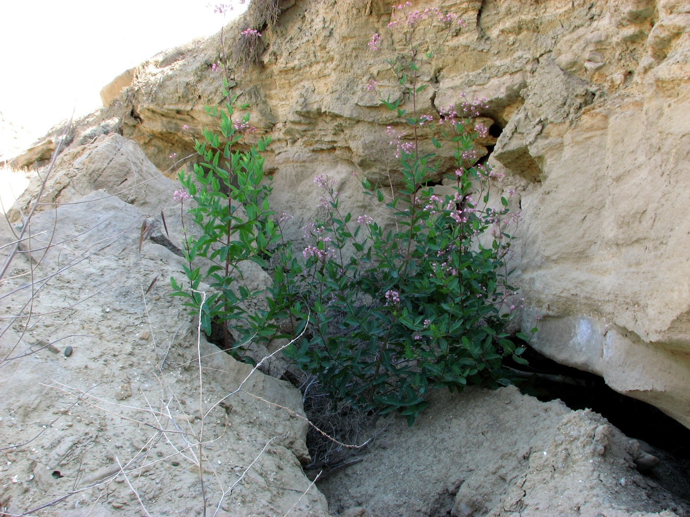 Image of Trachomitum sarmatiense specimen.