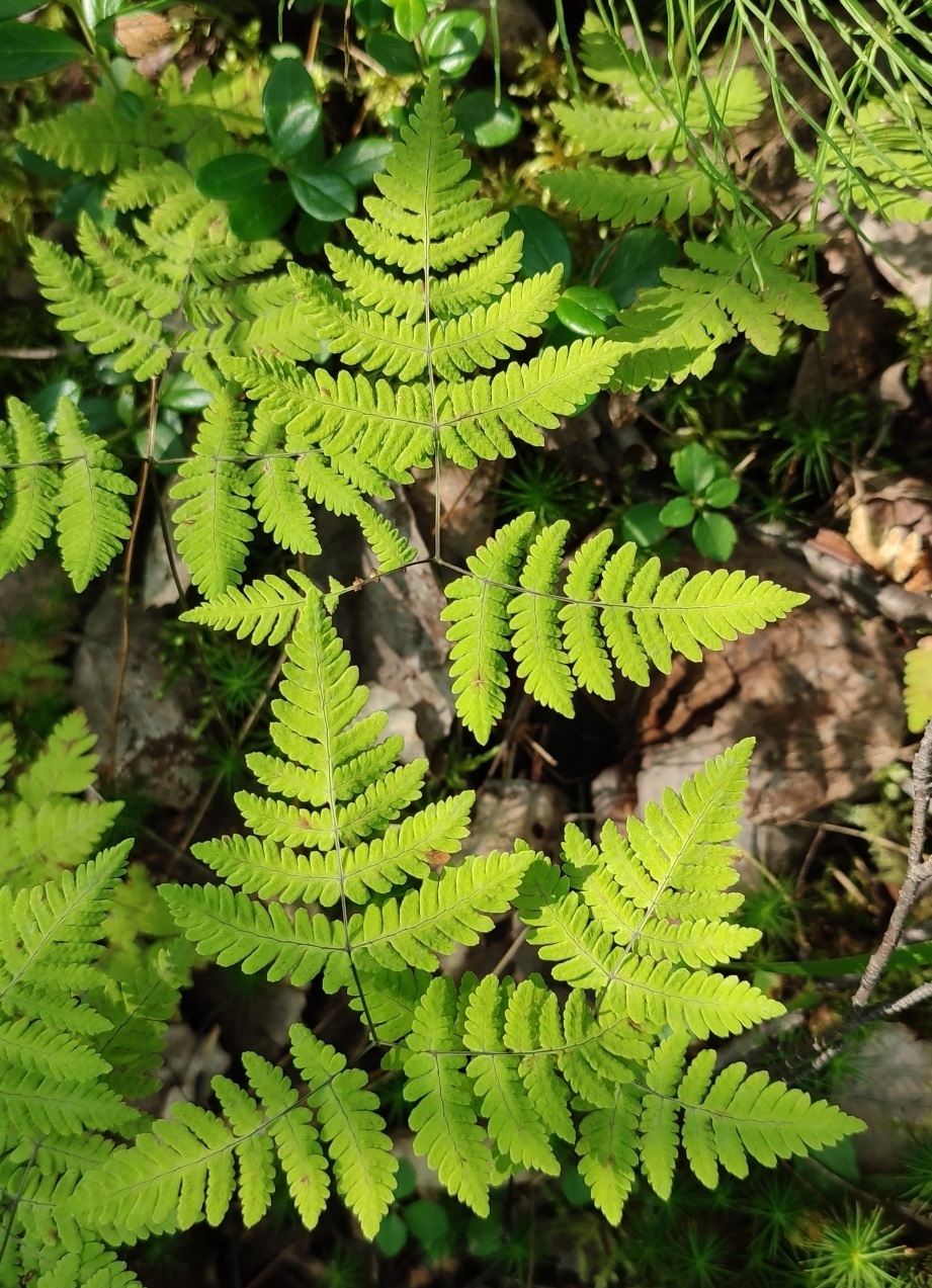 Image of Gymnocarpium dryopteris specimen.