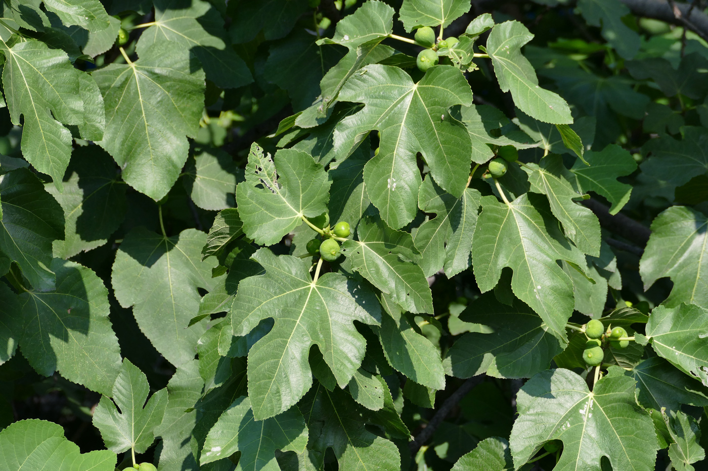 Image of Ficus carica specimen.