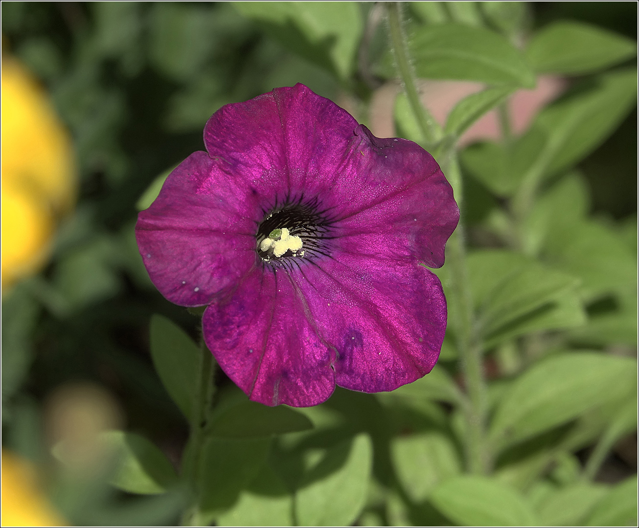 Image of Petunia &times; hybrida specimen.