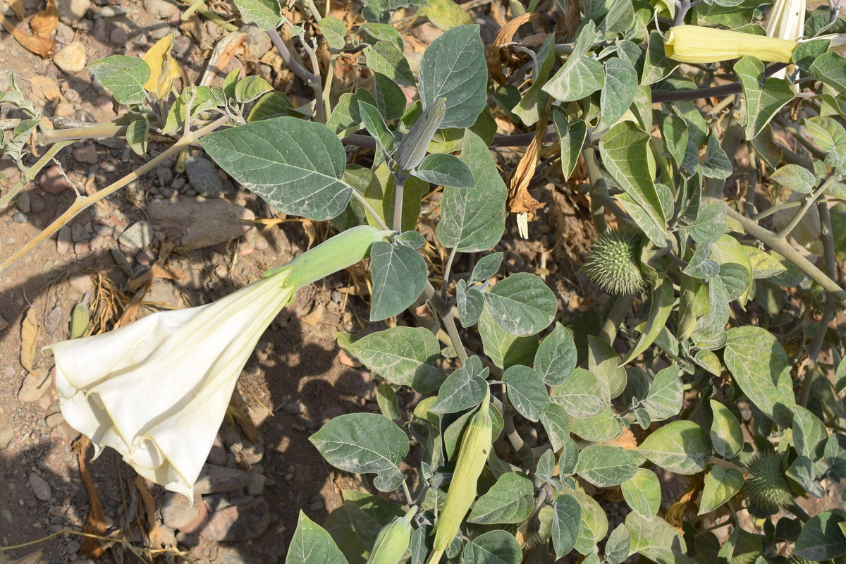 Image of Datura innoxia specimen.