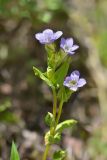 Gentianella caucasea. Верхушка цветущего растения. Республика Северная Осетия-Алания, Ирафский р-н, Большой Кавказ, восточный склон хр. Стурфарс, у тропы подъёма на пер. Дунта, ≈ 2255 м н.у.м., субальпийский луг. 06.07.2021.