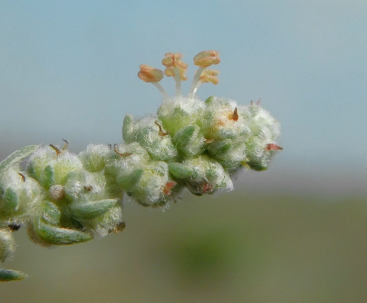 Image of Bassia prostrata specimen.