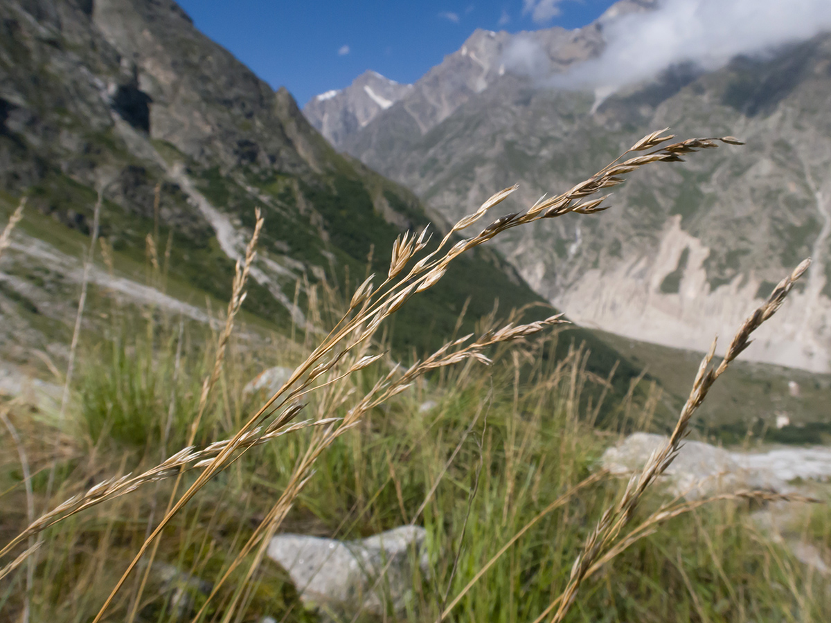 Image of Festuca caucasica specimen.