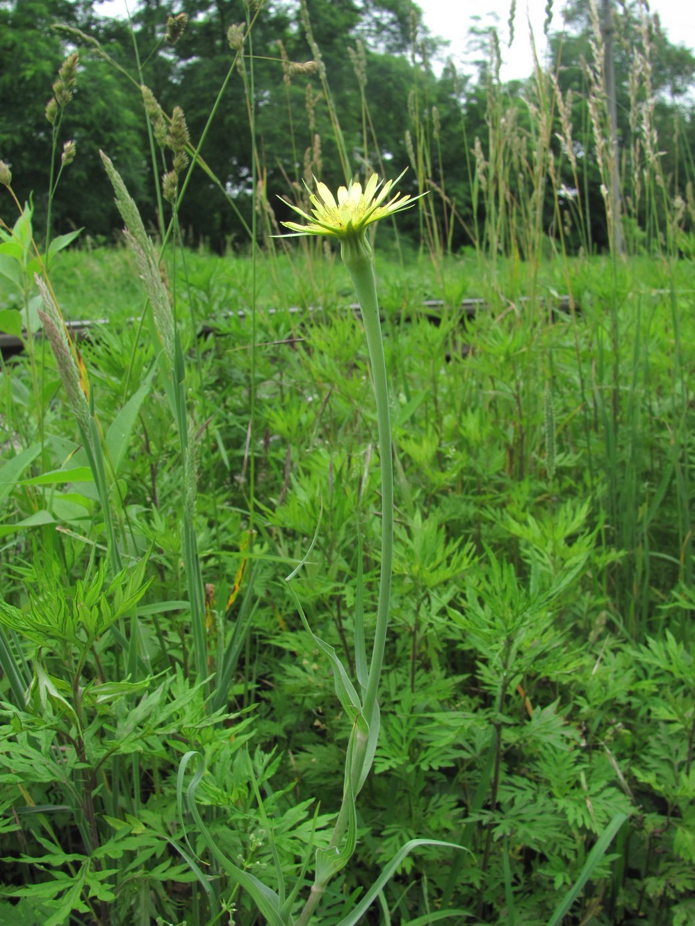 Image of Tragopogon dubius specimen.