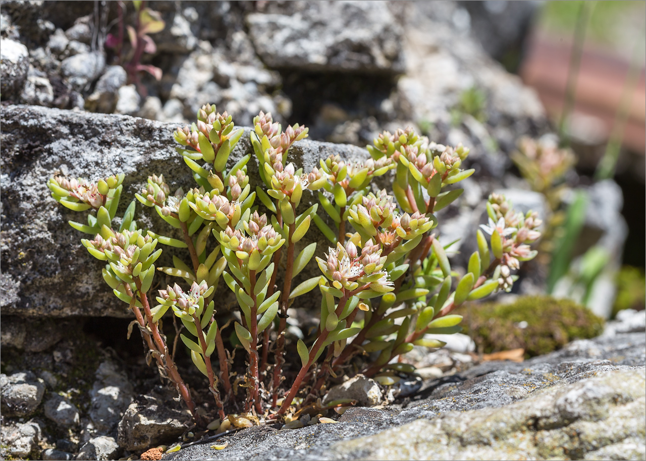 Изображение особи Sedum gracile.