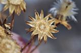 familia Asteraceae. Остатки соплодия-корзинки после опадения плодов. Приморский край, Уссурийский гор. округ, окр. с. Монакино, разнотравный сырой луг. 12.12.2021.