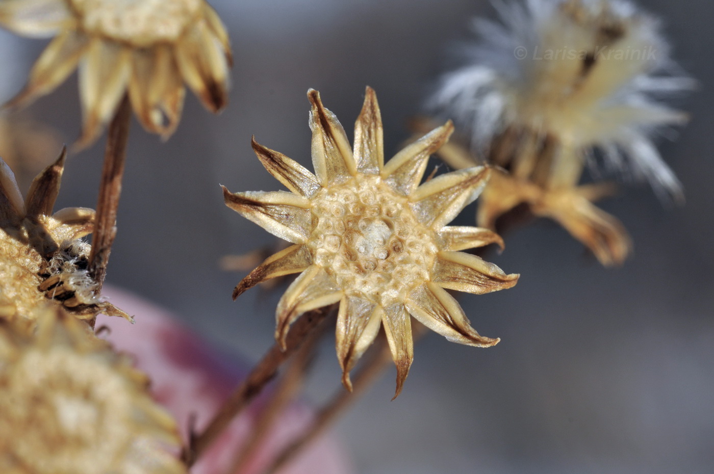 Изображение особи семейство Asteraceae.