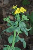 Brassica campestris