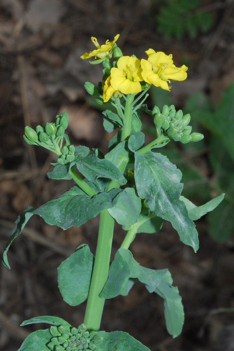 Image of Brassica campestris specimen.