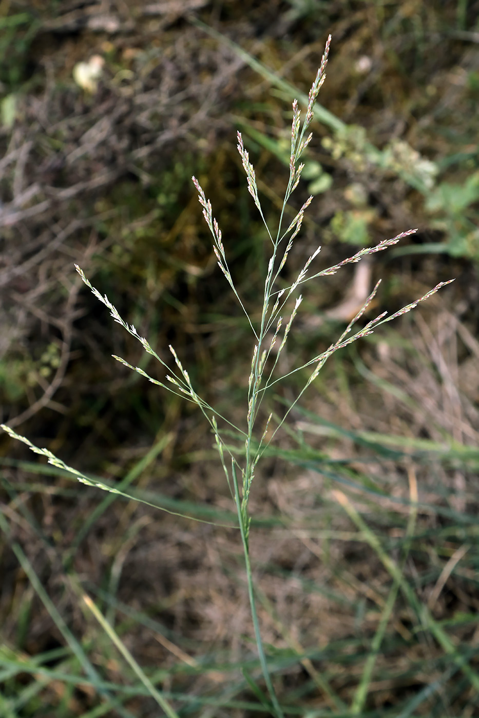 Image of Puccinellia distans specimen.