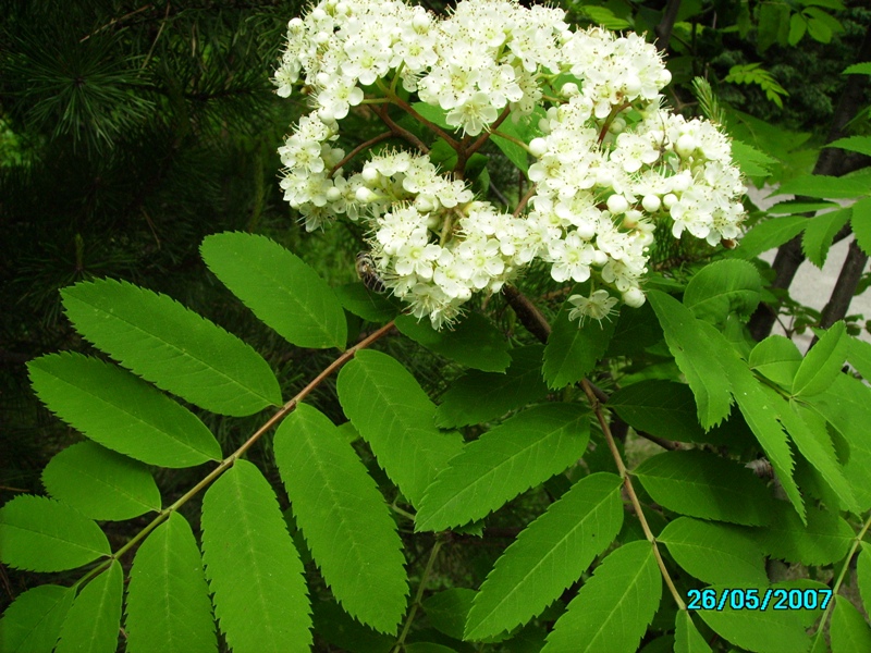 Изображение особи Sorbus sibirica.