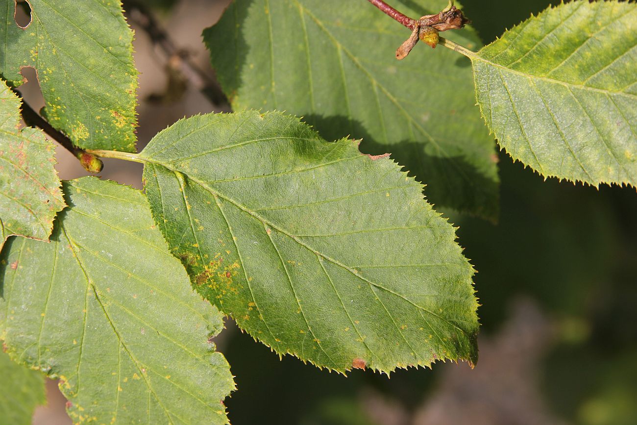 Изображение особи Duschekia fruticosa.