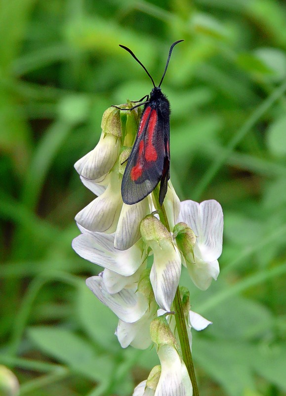Изображение особи Vicia sylvatica.