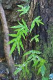 семейство Polypodiaceae. Вегетирующие растения. Мадагаскар, провинция Анциранана, регион Диана, о-в Нуси Комба. 07.05.2018.